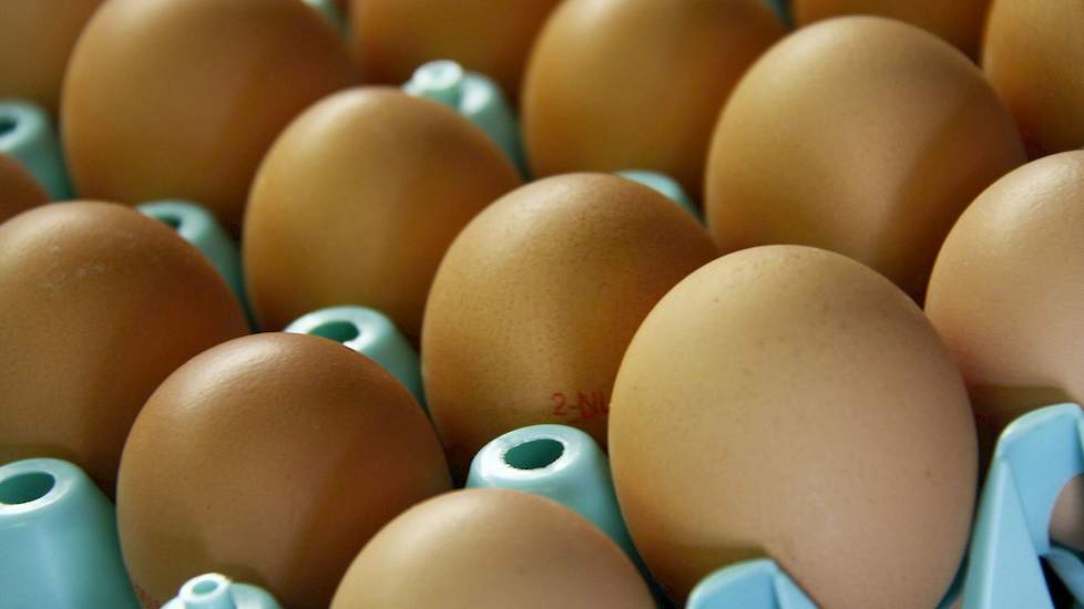 Auroch wol Land van staatsburgerschap Vraag naar XL en bruine L eieren enorm goed in Duitsland | Pluimveeweb.nl -  Nieuws voor pluimveehouders