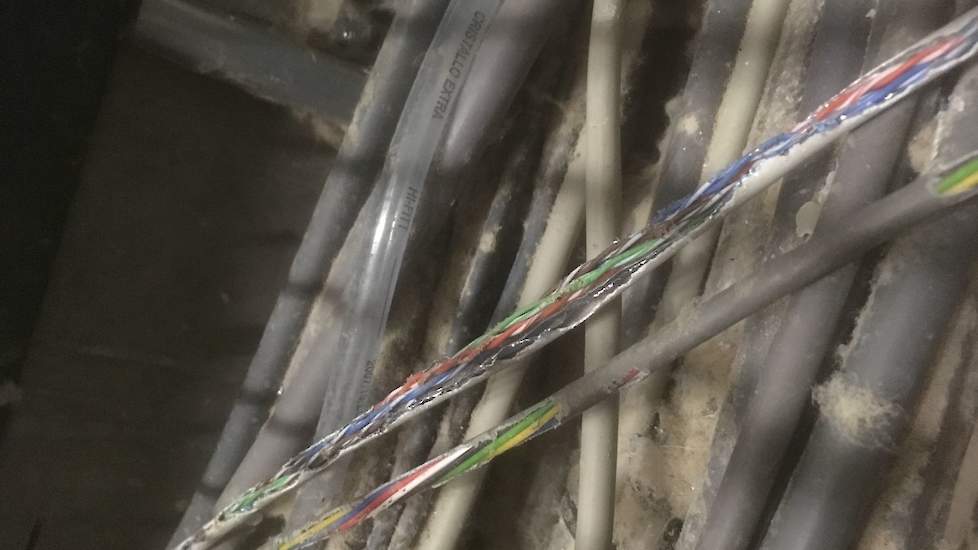 Een groot deel van de stalbranden waarvoor de brandweer geen oorzaak vindt, wordt veroorzaakt door ratten en muizen die stroomkabels aanvreten. Daarmee veroorzaken ze kortsluiting.