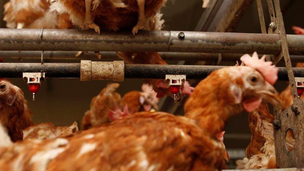 Familie Hendriks zocht samen met adviseurs naar oplossingen om het water morsen te verminderen. Lekbakjes pasten niet onder de nippels; daarvoor was het systeem te laag. De oude Ziggity nippels vervangen betekende een behoorlijke kostenpost. „Een adviseur