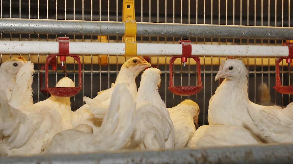 In de nieuwe stal werkt Verwolf met Lubing drinknippels (zie foto). „De nippels in de nieuwe stal hebben 30 procent minder wateropbrengst. Daardoor knoeien de hennen minder met water”, zegt Jaap.