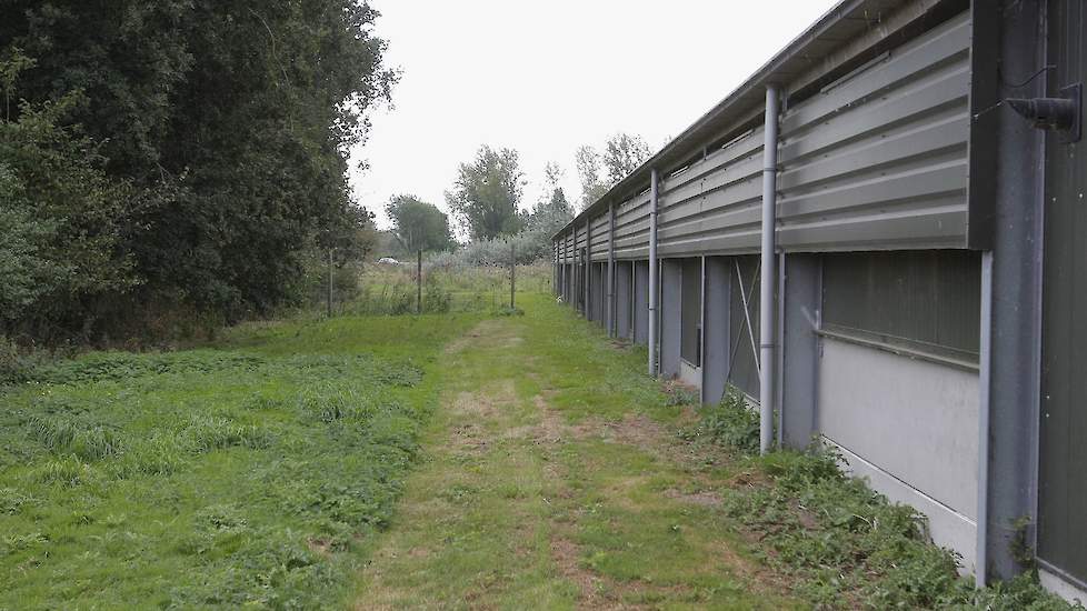 Tijdens het maken van de foto’s, op de winderige dinsdag 3 september, lopen er slechts een stuk of tien hennen in de uitloop naast de stal. „Als het waait gaan de hennen niet naar buiten. Daar houden ze niet van”, vertelt Jaap.