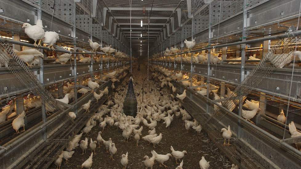 Ze kozen voor een rijenopfoksysteem van Jansen Poultry Equipment. „We hebben meerdere opfoksystemen bekeken. Uiteindelijk hebben we voor Jansen gekozen omdat we een paar specifieke wensen hadden. Daar stond Jansen voor open”, zegt Jaap. Zo kunnen ze de dr