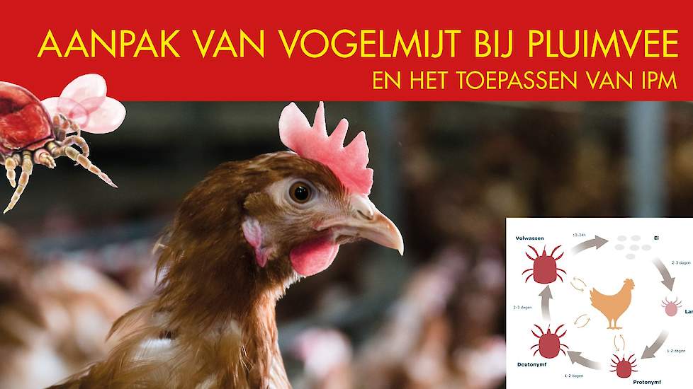 Aanpak van vogelmijt bij pluimvee