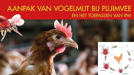 Aanpak van vogelmijt bij pluimvee