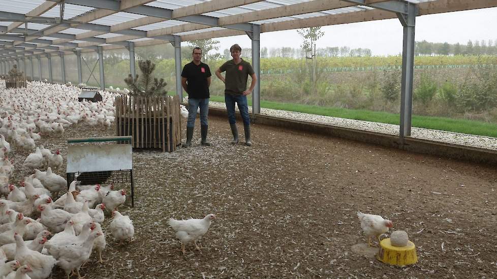 Op het bedrijf Noordhoek Broilers BV in Wolphaartsdijk (Zeeland) houdt de familie Noordhoek (op de foto: Henk en Boris Noordhoek) circa 70.000 vleeskuikens in 3 stallen. De vleeskuikens worden gehouden volgens het 1-ster concept van het Beter Leven Keurme