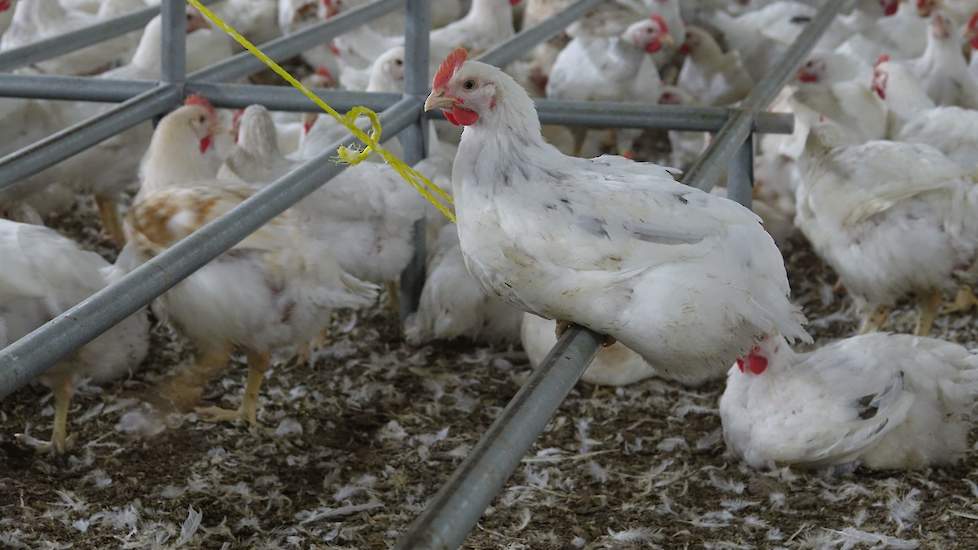 In de stal hebben de kippen extra verrijkingsmateriaal in de vorm van zitstokken. De zitstokken hebben bij de opstart een extra functie, omdat hierop de broedlades met eieren geplaatst worden. Al meerdere jaren wordt de nabroed van de kuikens met succes u