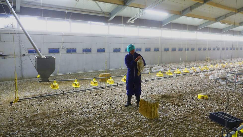De begeleidende dierenartsen van Poultry Vets op dit bedrijf zijn Sible Westendorp en Maarten van den Berg. Het bedrijf heeft een hoge gezondheidsstatus. "Het feit dat het bedrijf is gelegen in een gebied met weinig pluimvee is niet de enige reden voor de