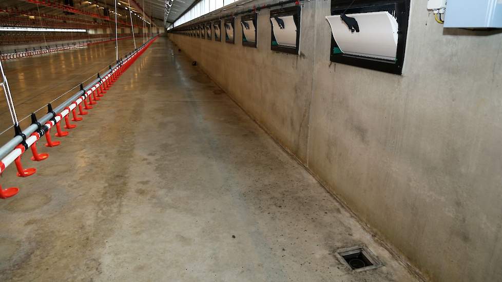 Langs één zijmuur zitten de putjes voor de afvoer van het water tijdens het schoonspuiten van de stal.