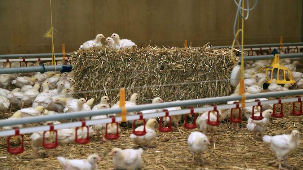 In de stal staan strobalen die als afleidingsmateriaal voor de kuikens dienen. Ook als strooisel werkt de familie sinds deze ronde met stro. „Voetzoollaesies is hier nooit een probleem. De bezetting is met 12 kuikens per vierkante meter bij sterkuikens er