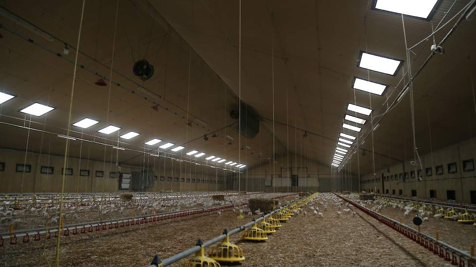 Dankzij de daglichtramen komt er ook in de regenachtige novemberdag al veel licht in de stal. Ook nu Annelien voor het maken van een foto de verlichting even uitschakelde, is er voldoende te zien in de stal. „In de zomer schakelt de stalverlichting vaak a