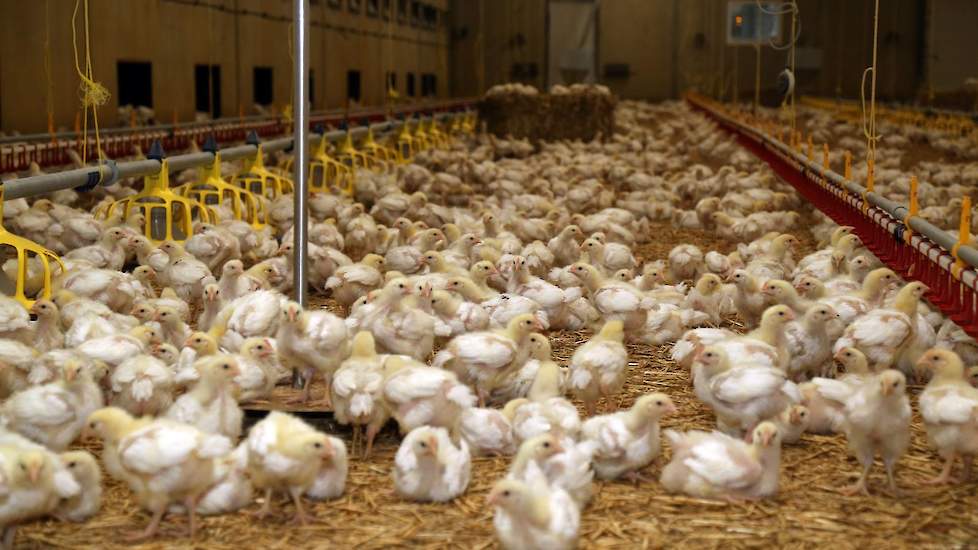 Dankzij de automatische weegschaal kunnen de vleeskuikenhouders de groei van hun kuikens in de gaten houden. De familie bespaarde nergens op bij de bouw van de stal in 2014. „We hebben duurder gebouwd dan gemiddeld. In de wanden zit dikke isolatie. De RC-