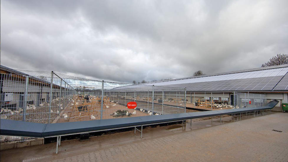 Tussen beide stallen zit een uitloop van 10 meter breed per stal, de zogeheten buitentuin.