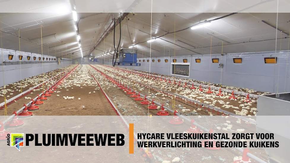 Hycare vleeskuikenstal zorgt voor werkverlichting en gezonde kuikens