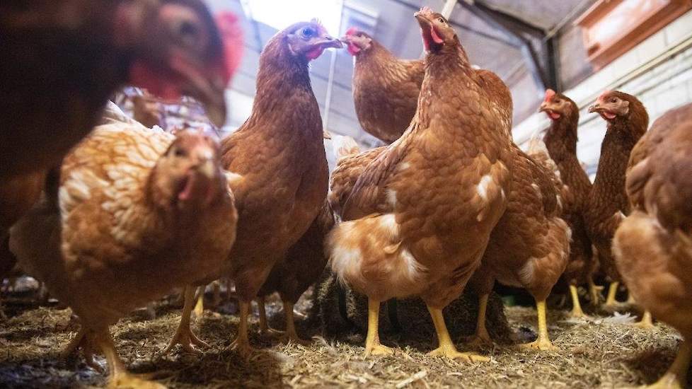 Van maan- tot vrijdag heeft Kieftenbeld een eierraaphulp. Haar vader van 79 werkt ook nog elke dag mee  op het varkensbedrijf. In het weekend raapt ze zelf eieren om feeling te houden. „We ontwikkelen nu het bedrijf door en over een jaar of tien weten we