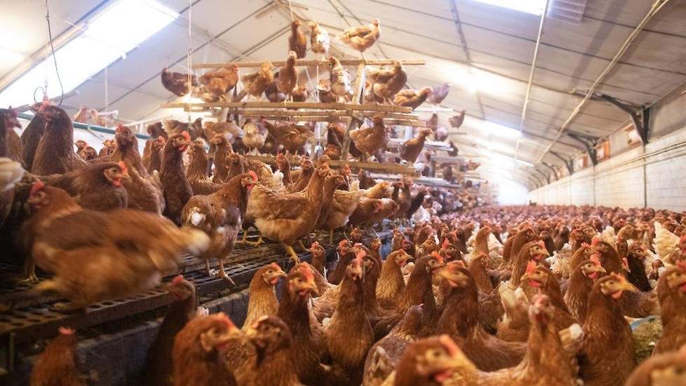 De twee oudere stallen zijn traditioneel ingericht met een middenbeun met beluchting. Het koppel Brown Nick is 19 weken oud. „Ik houd bruine kippen voor de huisverkoop. De Brown Nick is een hele rustige kip en fijn om mee te werken.” Ze is bezig met aanko