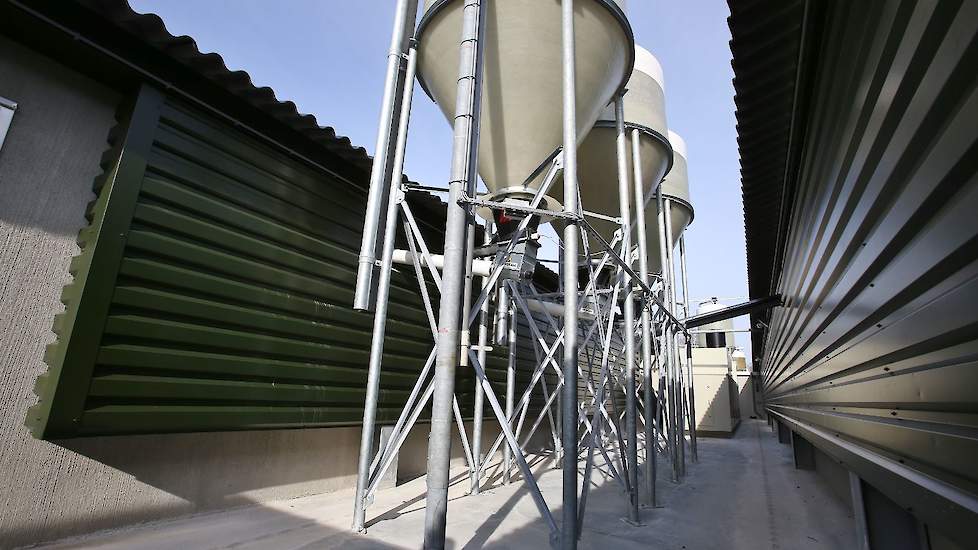 Tussen de stallen staan drie dagvoorraadsilo’s. „Ik kan één nieuwe stal opdelen in twee delen en ook apart sturen op voer en water. Een deel is hierbij voor de hanen. Vandaar dat er drie dagvoorraadsilo’s staan. Zo kan ik de hanen ook hanenvoer geven.”