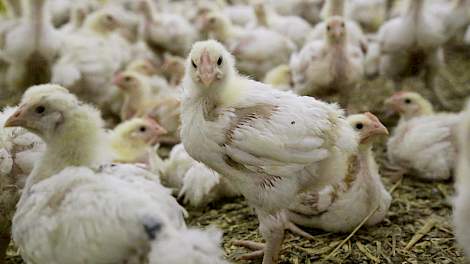 Omwonenden tegen vergunning voor vleeskuikenbedrijf - Pluimveeweb