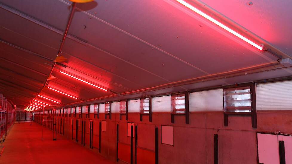 De familie liet nieuwe ledverlichting in de stal bouwen waarmee ze indien nodig over kunnen schakelen op rood licht. „Indien er pikkerij optreedt, hangen we doorzichtige rode flappen boven de tl-buizen inde andere stallen”, vertelt André. „We hopen dat we