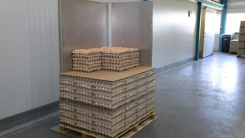 Als vermeerderaars weten Twan en Jeroen wat makkelijk werkt in de praktijk. Voor de bedrijven zonder inpakkers ontwikkelden ze een praktisch hulpmiddel om broedeieren goed handmatig op pallets te stapelen.