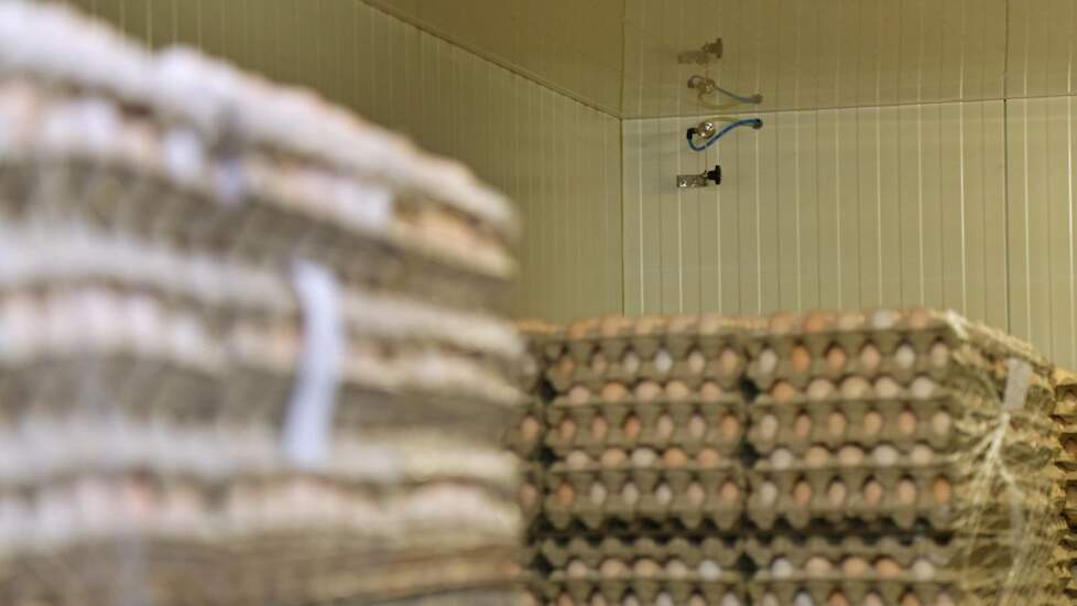 De broedeieren worden na aankomst ontsmet in de bewaarplaats. Kwaliteit en hygiëne staat voorop en is een van de handelsmerken van de broedeihandelaar. De slogan is niet voor niets: ‘The start of a healthy chick’.