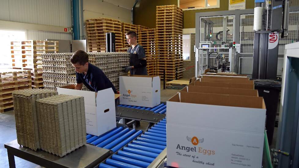 Momenteel houden de broers op negen locaties vleeskuikenouderdieren. De bedrijfseigenaren zijn de dierverzorgers en Angel Eggs heeft de randvoorwaarden overgenomen. Daarnaast nemen ze broedeieren af van een aantal gekwalificeerde vermeerderaars. In totaal