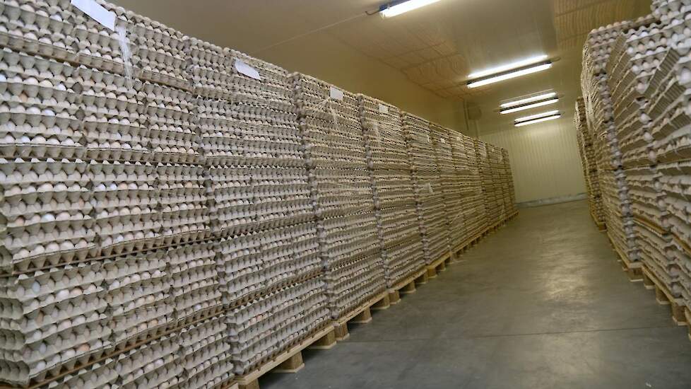 Angel Eggs zoekt constant de juiste afnemer met zo laag mogelijke handelingskosten om toegevoegde waarde te creëren voor de vermeerderaar en voor zichzelf. „In tegenstelling tot andere afnemers exporteren wij de broedeieren van begin tot einde van het kop