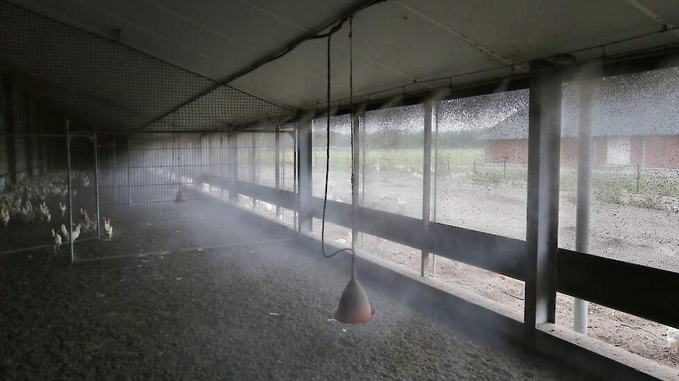 Hubers heeft in de stallen met uitloop de koeling in de overdekte uitloop geïnstalleerd. De binnenkomende warme lucht komt door het gordijn binnen en wordt direct beneveld.
