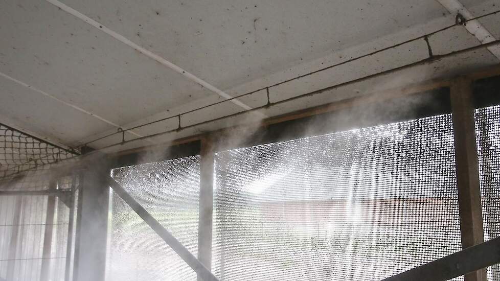 De afgekoelde lucht moet nog 6 meter afleggen voordat die de stal ingaat. Het vocht is er dan al uit en de frissere lucht wordt de stal ingezogen. Op deze manier is het zowel in de overdekte uitloop als in de stal koeler.