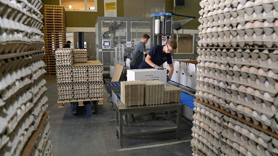 The hatching eggs stay in Someren for a maximum of 3 days and go to the client as soon as possible in order to maximize the quality. Angel Eggs wants to build a relationship with good hatching egg producers. „We are transparent in giving feedback on the b