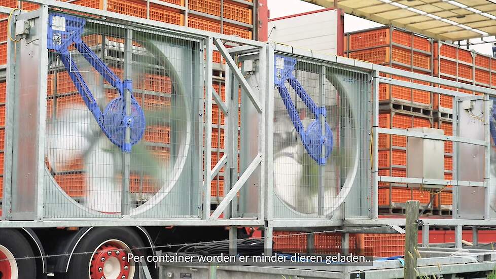 Pluimveeslachterijen doen er alles aan om het transport van pluimvee ook bij hoge dagen zo aangenaam mogelijk te laten verlopen. Zo laden ze op warme dagen minder kuikens per container en plaatsen ze ventilatoren om te koelen.