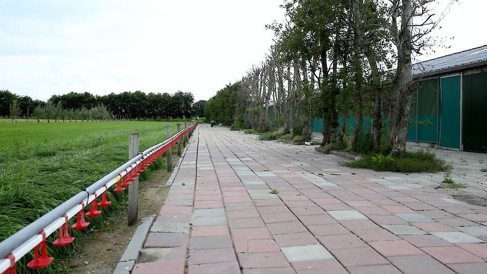 De uitloop aan de rechtse stal voor de twee Ster Beter Leven eieren. Siemons zet hier witte Novogen kippen op. In de uitloop plaatse hij een oude nippellijn als drinkwatervoorziening.