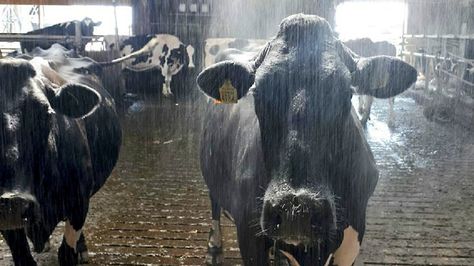 De koeien van melkveehouder Klaas Wolters uit Winsum (GR) genieten onder een flinke koeiendouche.