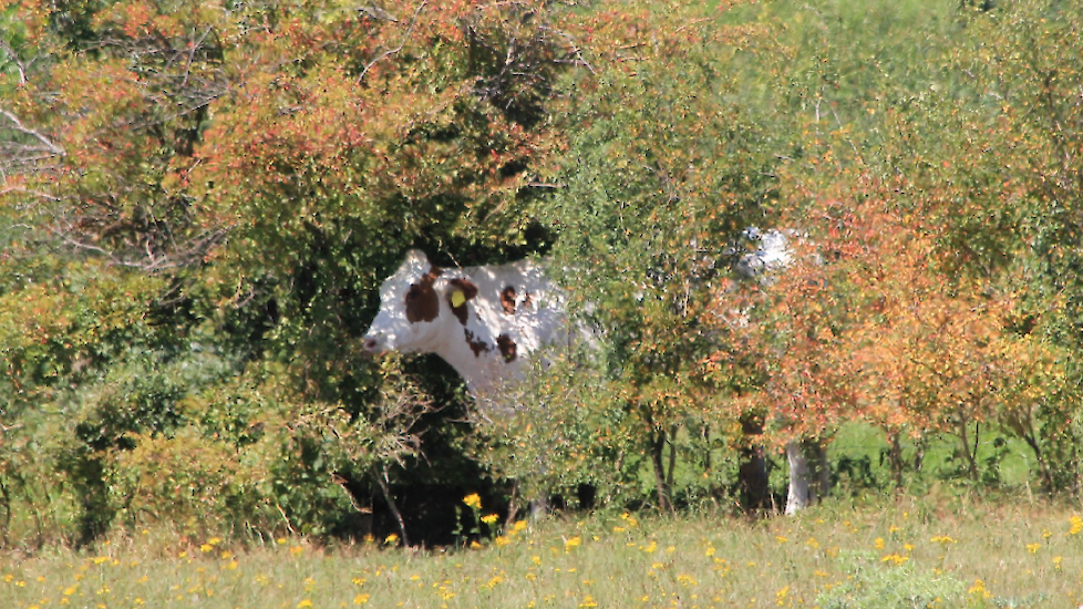 Consultant Duurzame Landbouw, Willem van Weperen, kwam deze koe, die de koelte opzoekt in de bosjes tegen