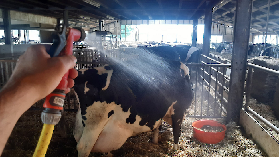 Onze #besteboerenkoe heeft weer gekalfd. Het is topsport om deze koe nu goed op de been te houden. Maar met een VIP-behandeling in strohok met ventilator en koud water douche gaat dit lukken", schrijft Evert Pleizier uit Nijkerk (GD) op Twitter.