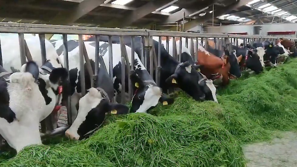 "Kijk ze eens smullen. We voeren nu 's morgens vers gras, omdat met dit weer de koeien vaak binnen zijn en pas in de vroege avond gaan ze weer naar buiten", laat melkveehoudster Jose op Twitter weten.