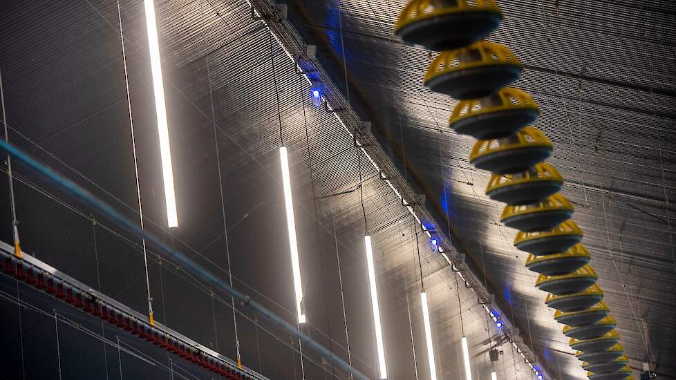 In de stal hangt één rij hangende LED-TL buizen. „Afhankelijk van de gemeten licht intensiteit gaat verlichter feller of minder fel branden”, legt Martijn uit. In de nok hangen blauwe lampen die als laadverlichting dienen.