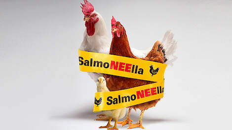 Pionier Mooie jurk Ampère MSD Animal Health › Langdurige bescherming tegen Salmonella |  Pluimveeweb.nl - Nieuws voor pluimveehouders