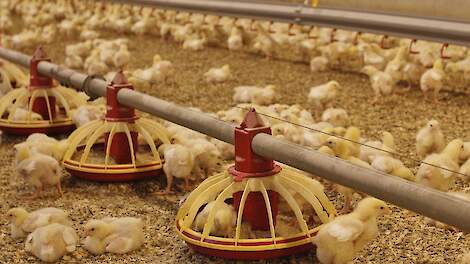 Regelmatig overleg boer, voer en dierenarts cruciaal bij darmgezondheid - Pluimveeweb