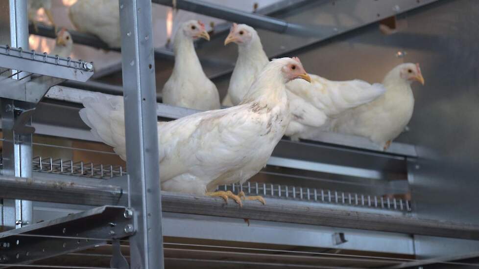 De zitstokken zijn driehoeksbuizen. „De poten sluiten daar mooi omheen waardoor de kip stabieler zit dan op een ronde zitstok”, legt Verbeek uit.