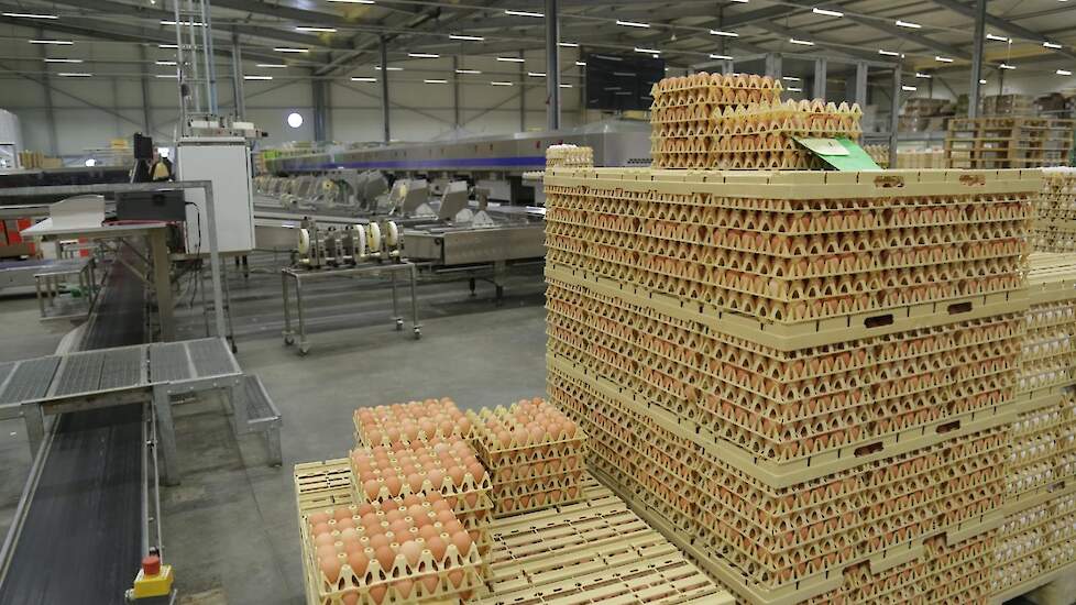 Het sorteren en de afzet naar grote retailers is de kernactiviteit. Elke machine in de pakstations moet optimaal benut worden. „In Nederland kan de consumptie nog echt groeien. Het zou mooi wezen als we via de Nederlandse afzet eieren kunnen promoten. Tie