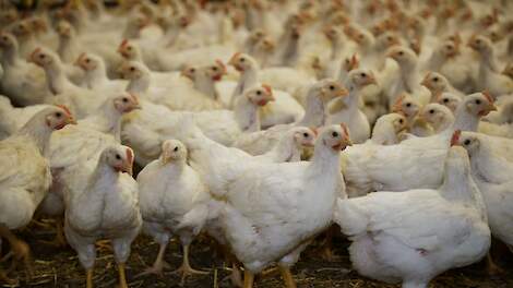 Vogelgriep buurman kost vleeskuikenhouder tonnen door onverkoopbaar vlees - Pluimveeweb