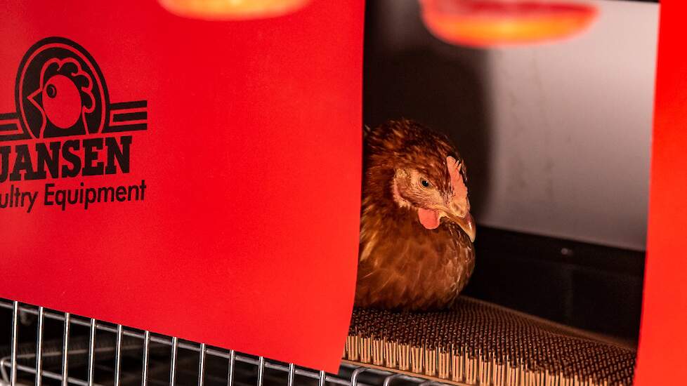 De zitpositie van de kip en de lichtinval horen bij de basisvoorwaarden van een goed nest.