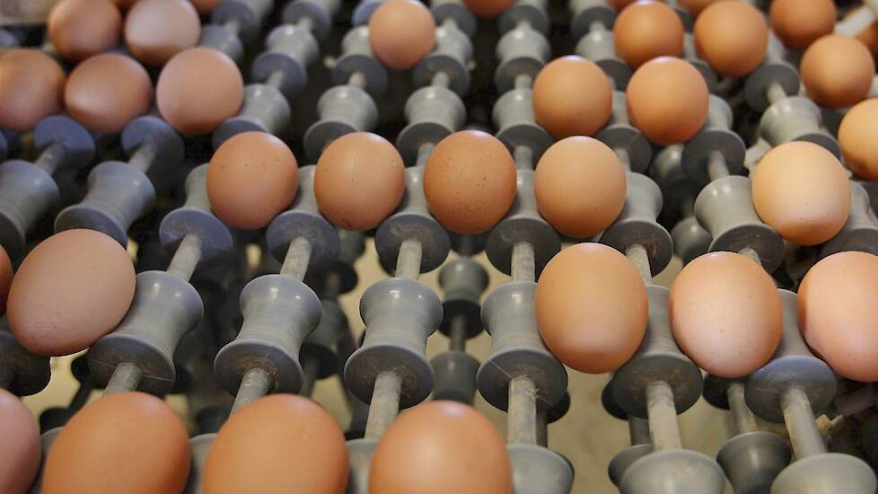 Toegepast wetgeving dief April: Eierprijzen veel te laag, Lidl koopt overschot Kipster-eieren |  Pluimveeweb.nl - Nieuws voor pluimveehouders