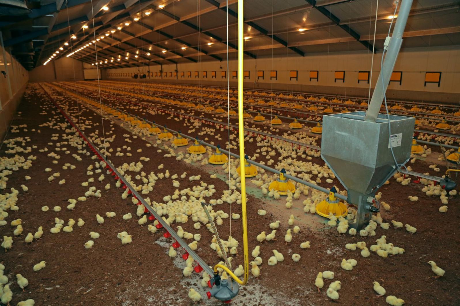 Fotoserie: 'Verkoop eigen kip is een van mijn bedrijf' | Nieuws pluimveehouders