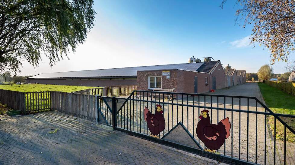 Op legpluimveebedrijf Hennekes in het Limburgse Tungelroy bij Weert, houdt familie Mans 49.000 scharrelhennen en 17.000 één ster beter leven hennen. „Gerry was de boerin en werkte thuis, ik was een halve arbeidskracht en de vergaderboer”, vertelt Jos Mans