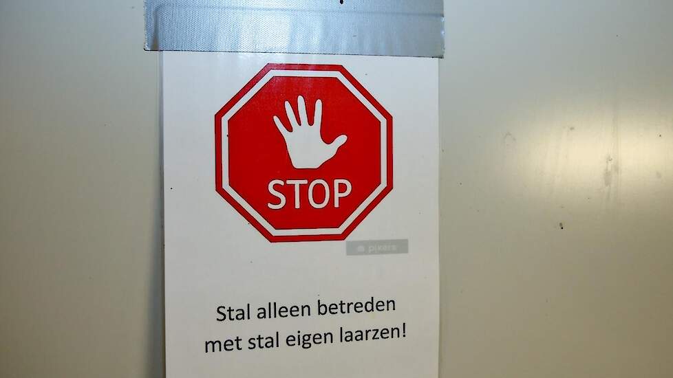 Verder zijn ze heel strikt in staleigen materialen en schoeisel. De besmetting verliep van stal tot stal. „Het was bizar om te zien en horen: die woensdag was stal 2 heel traag en stil. In stal 3 op de bovenste etage was alles nog heel normaal”, zegt Thom