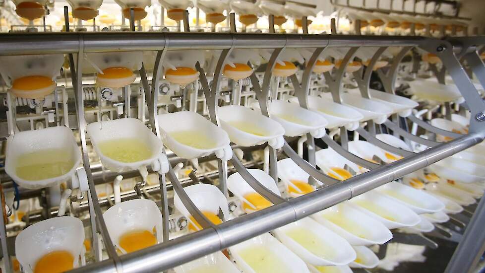 Global Food Group investeerde in twee nieuwe Sanovo machines voor het scheiden van eieren. Heel ei drogen kunnen Oost Europese verwerkers ook prima. „Daar kunnen wij niet mee concurreren. Wij kunnen wel beter de ei inhoud scheiden”, legt Joep Lemmers uit.