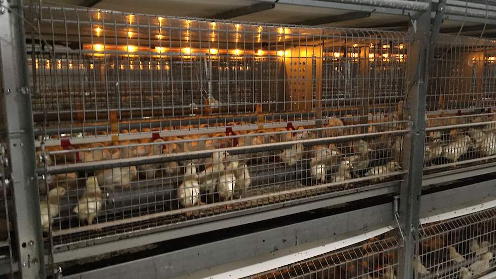 Lees de reportage met het ondernemersverhaal van Els haar man Jos, schoondochter Suzan en kleindochter Cindy Dams aanstaande zaterdag 13 februari in het regionale agrarische vakblad Stal & Akker.