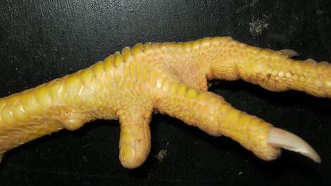 Uitstel behandeling achterste teen hanen aangevraagd - Pluimveeweb