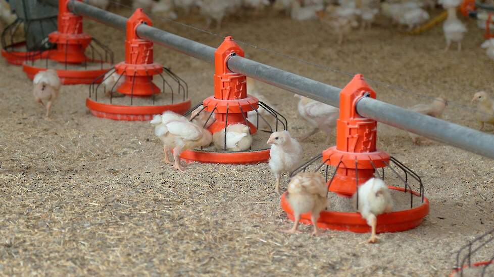 De marktvooruitzichten voor biologische vleeskuikens zijn gunstig omdat de vraag naar biologische kip stijgt. De Boer zet zijn biologische vleeskuikens af aan Polderhoenhof. Ze worden geslacht bij Esbro. De slachterij doet loonslachting voor Polderhoenhof